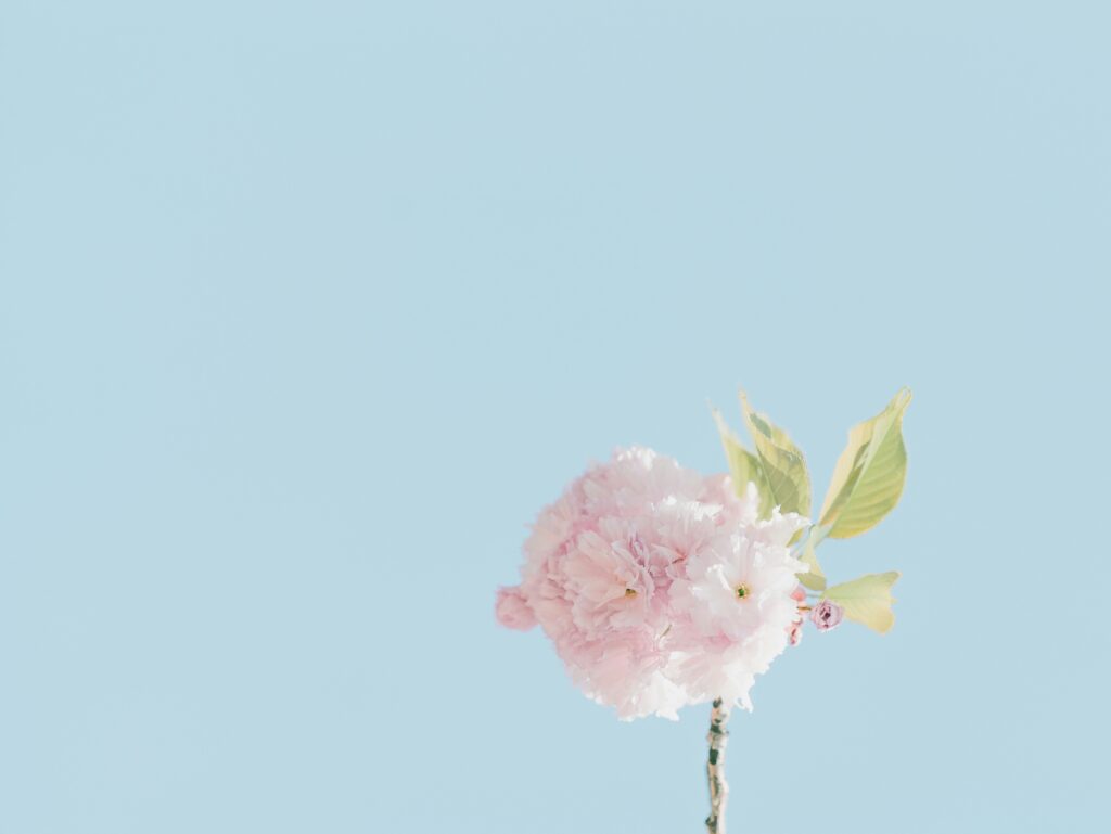 scott webb 2x6nza0jmvu unsplash